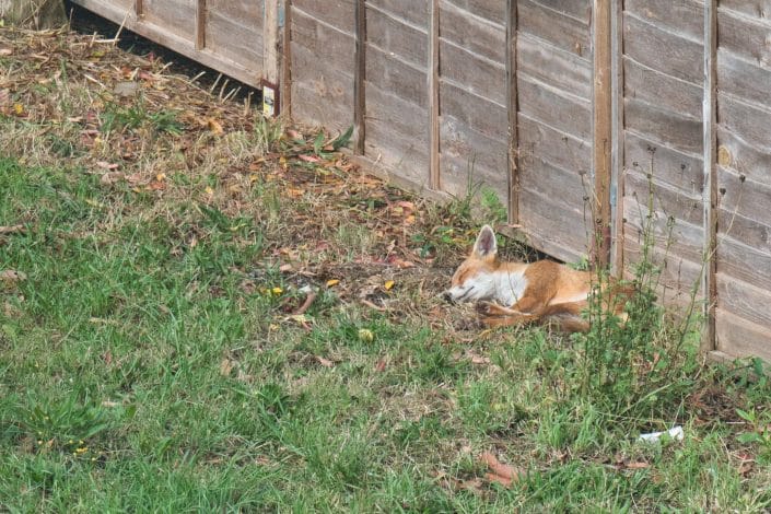 Sleeping fox